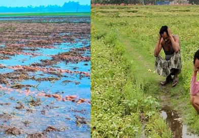 বেস্ট কলকাতা নিউজ : এক চরম সর্বনাশ বছরের প্রথম বৃষ্টিতেই, মাঠেই লক্ষ লক্ষ টাকার আলু নষ্ট হল উত্তরবঙ্গে