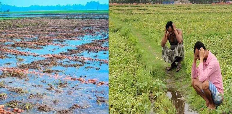 বেস্ট কলকাতা নিউজ : এক চরম সর্বনাশ বছরের প্রথম বৃষ্টিতেই, মাঠেই লক্ষ লক্ষ টাকার আলু নষ্ট হল উত্তরবঙ্গে