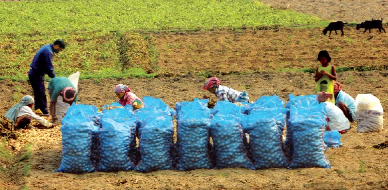 বেস্ট কলকাতা নিউজ : আলু চাষিদের জন্য বিরাট সুখবর, সহায়ক মূল্যে উৎপাদিত আলু কিনতে চলেছে রাজ্য সরকার