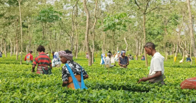 বেস্ট কলকাতা নিউজ : বছরের প্রথম বৃষ্টিতে এক বিরাট আশার আলো দেখছেন জলপাইগুড়ি চা বাগান মালিকরা