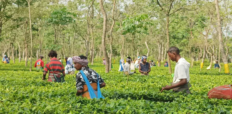 বেস্ট কলকাতা নিউজ : বছরের প্রথম বৃষ্টিতে এক বিরাট আশার আলো দেখছেন জলপাইগুড়ি চা বাগান মালিকরা