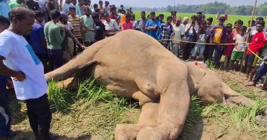 বেস্ট কলকাতা নিউজ : পশ্চিম মেদিনীপুরে উদ্ধার হল পূর্ণবয়স্ক মৃত মা হাতি , এলাকায় ছড়ালো ব্যাপক আতঙ্ক