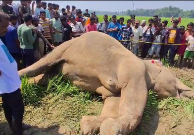 বেস্ট কলকাতা নিউজ : পশ্চিম মেদিনীপুরে উদ্ধার হল পূর্ণবয়স্ক মৃত মা হাতি , এলাকায় ছড়ালো ব্যাপক আতঙ্ক