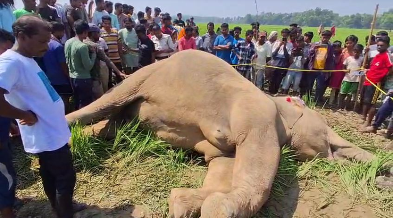বেস্ট কলকাতা নিউজ : পশ্চিম মেদিনীপুরে উদ্ধার হল পূর্ণবয়স্ক মৃত মা হাতি , এলাকায় ছড়ালো ব্যাপক আতঙ্ক