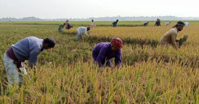 বেস্ট কলকাতা নিউজ : প্রবল ঝড় বৃষ্টির সম্ভাবনা, রামপুরহাটে বোরো ধান কাটা শুরু করলো এলাকার স্থানীয় চাষিরা
