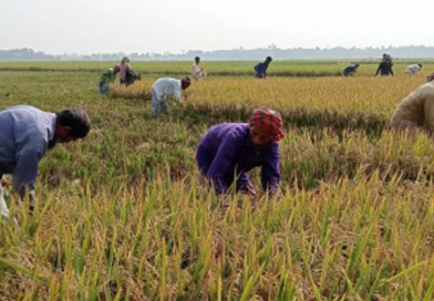 বেস্ট কলকাতা নিউজ : প্রবল ঝড় বৃষ্টির সম্ভাবনা, রামপুরহাটে বোরো ধান কাটা শুরু করলো এলাকার স্থানীয় চাষিরা