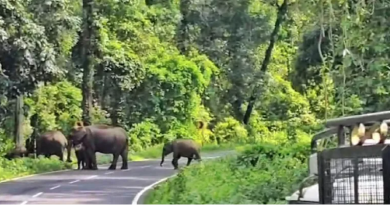 বেস্ট কলকাতা নিউজ : নাগরাকাটায় দলছুট দাঁতাল, লাটাগুড়িতে রাস্তা পারাপার করতে দেখে দাঁড়াল গাড়ি