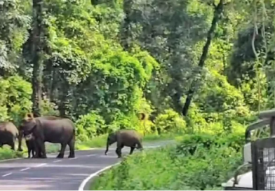 বেস্ট কলকাতা নিউজ : নাগরাকাটায় দলছুট দাঁতাল, লাটাগুড়িতে রাস্তা পারাপার করতে দেখে দাঁড়াল গাড়ি