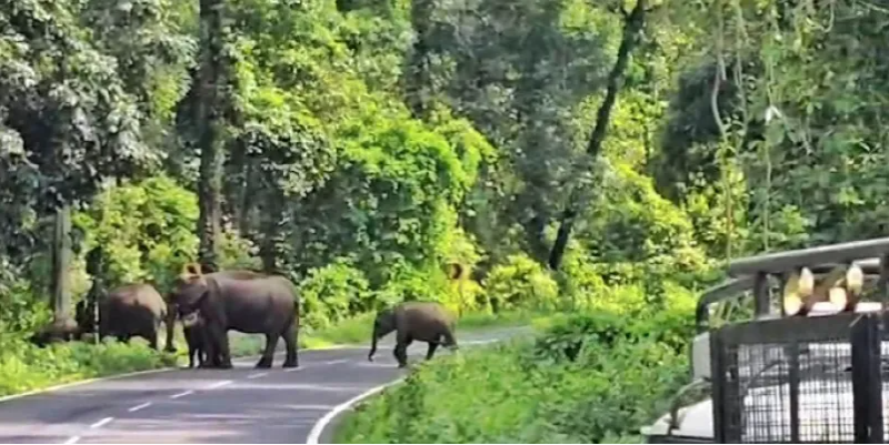 বেস্ট কলকাতা নিউজ : নাগরাকাটায় দলছুট দাঁতাল, লাটাগুড়িতে রাস্তা পারাপার করতে দেখে দাঁড়াল গাড়ি